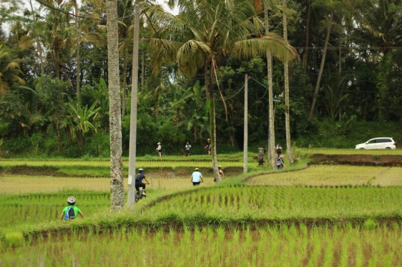 Ubud: Afternoon Cycling Tour With Photographer and Lunch - Scenic Views and Highlights