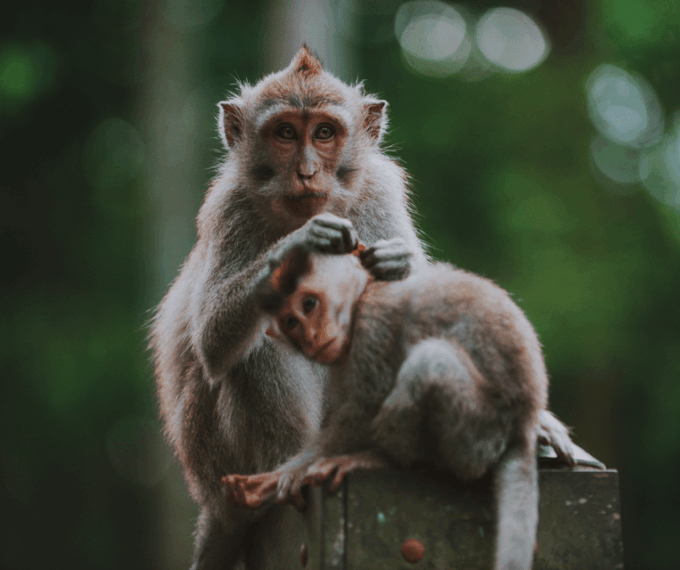 Ubud All-In-One: Waterfalls, Rice Fields, Swing, Monkeys - Tibumana Waterfall