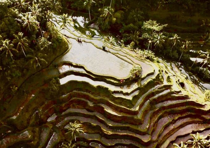 Ubud: All-Inclusive Tour With Optional Lunch - Frequently Asked Questions
