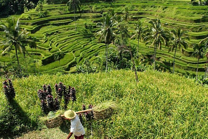 Ubud and Tanah Lot Temple Tour - Highlights of Ubud