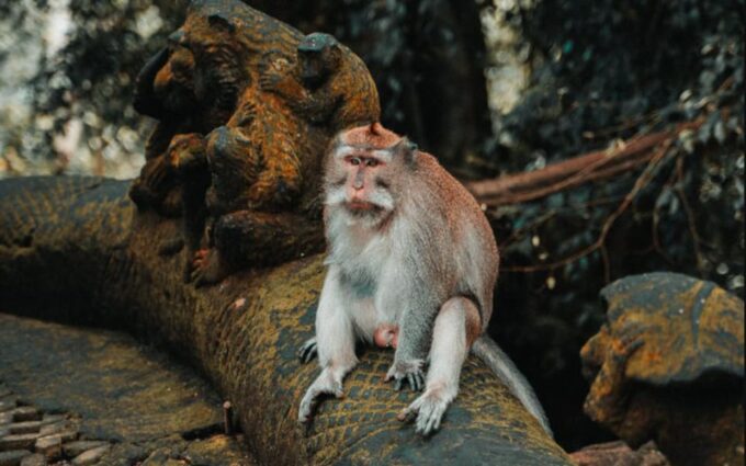 Ubud: Arts Village, Monkey Forest, Swing, Coffee Plantation - Tropical Plantations