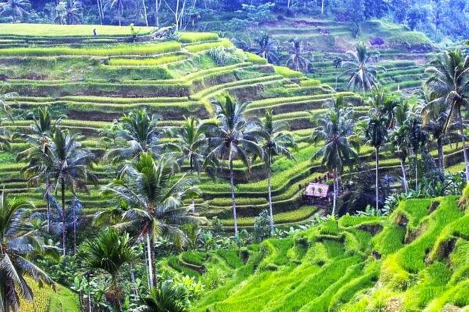 Ubud: Atv Adventure Down to Rice Terrace. - Age and Weight Restrictions