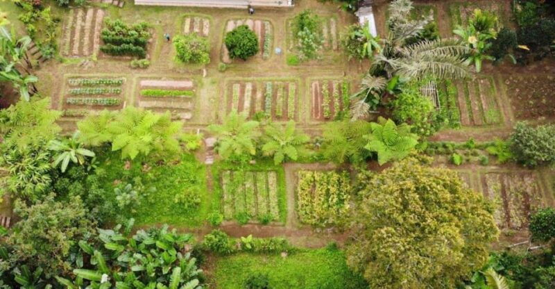 Ubud: Bainesse Cooking Class at an Organic Farm - Key Points