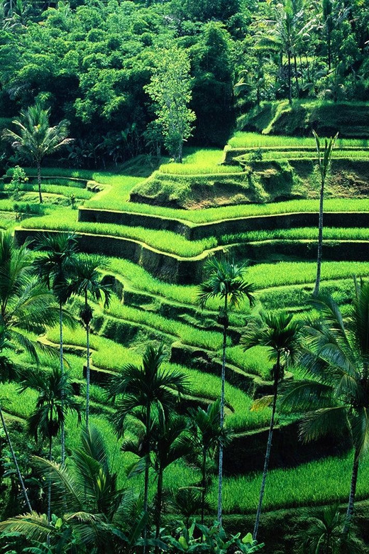 Ubud Bali: 2 Hours Private Tegalalang Rice Terrace & Swing. - Transportation Details