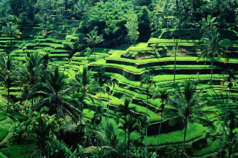 Ubud Bali: 2 Hours Private Tegalalang Rice Terrace & Swing. - Customer Feedback
