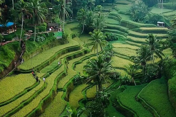 Ubud Bali Driver (Custom Tour) - Tour Details