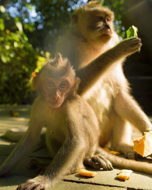 Ubud: Bali Swing, Monkey Forest, Waterfall Tour & Lunch - Cancellation Policy