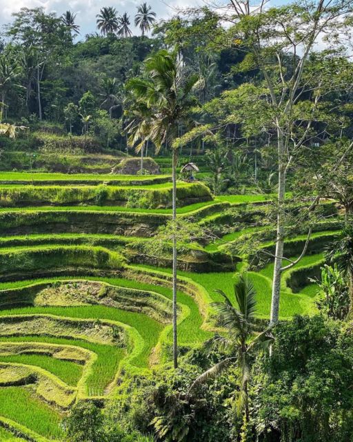 Ubud: Bali Swing, Monkey Forest, Waterfall Tour & Lunch - Frequently Asked Questions