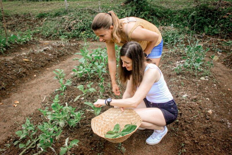 Ubud: Balinese Cooking Class at an Organic Farm - Ingredients and Preparation