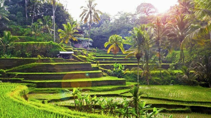Ubud: Balinese Wood Carving Class & Rice Terrace Experience - Practical Details and Logistics