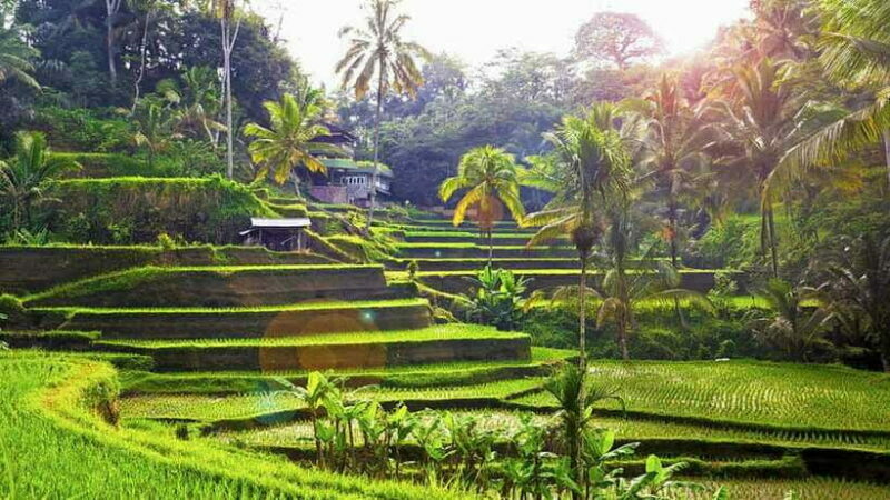 Ubud: Balinese Wood Carving Class & Rice Terrace Experience - FAQ