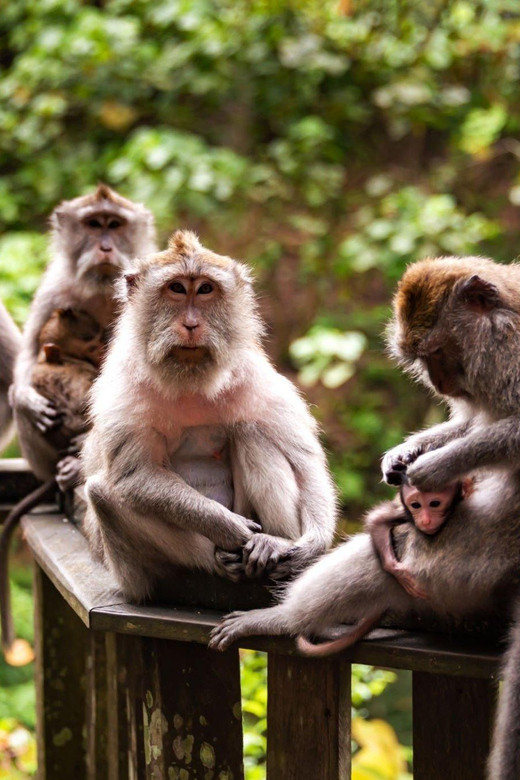 Ubud: Best of Ubud Full-Day Tour With Entry Tickets - Pickup and Itinerary