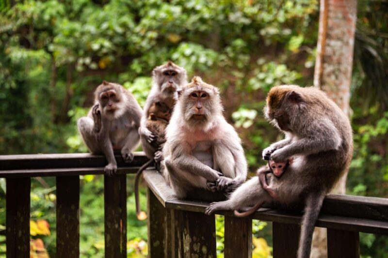 Ubud: Best of Ubud Full-Day Tour With Entry Tickets - Tour Highlights