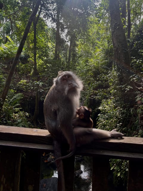 UBUD Best Waterfall Highlights - Important Information