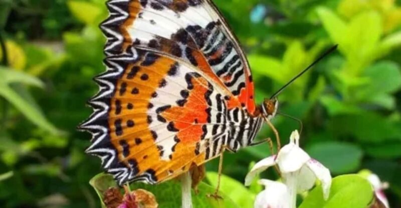 Ubud: Butterfly Park, Waterfall, and Rice Terrace Tour - Key Points