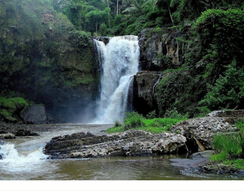 Ubud: Butterfly Park, Waterfall, and Rice Terrace Tour - Highlights