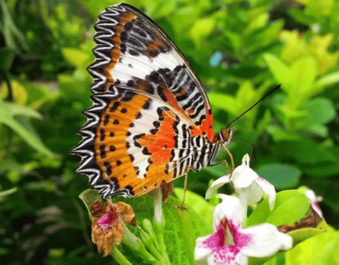 Ubud: Butterfly Park, Waterfall, and Rice Terrace Tour - Inclusions and Vehicle Details