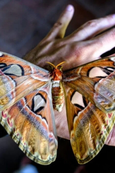Ubud: Butterfly Park, Waterfall, and Rice Terrace Tour - Pickup and Drop-off Locations