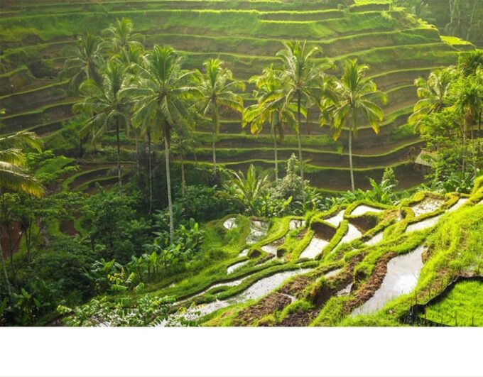 Ubud: Butterfly Park, Waterfall, and Rice Terrace Tour - Frequently Asked Questions