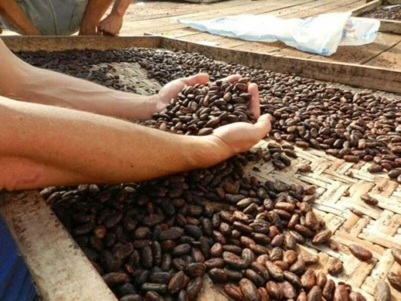 Ubud: Chocolate Workshop, Class & Tasting - A Closer Look at the Experience