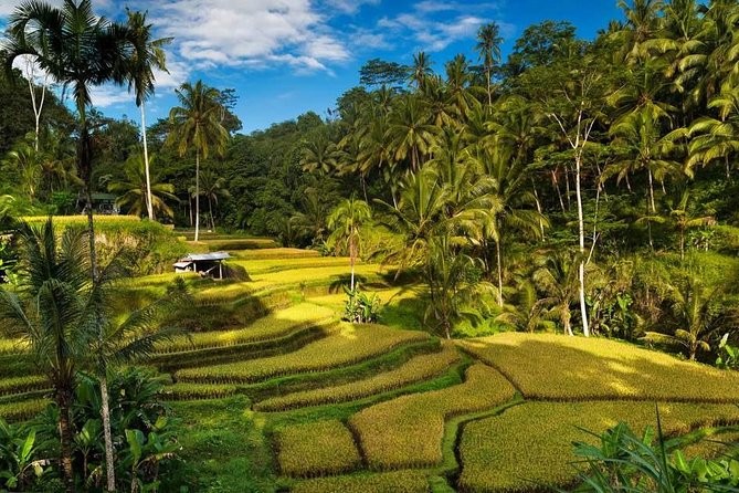 Ubud City Tour II: Monkey Forest, Palace, Art Market, and Rice Terrace - Cancellation Policy