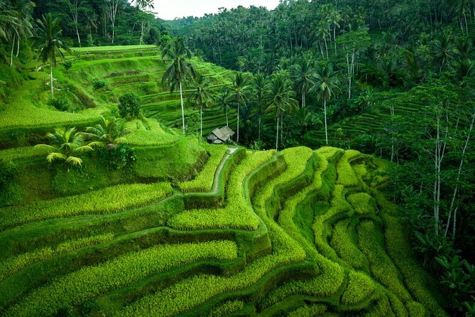 Ubud Countryside Tour: Campuhan Ridge Walk and Rice Terrace - Campuhan Ridge Walk