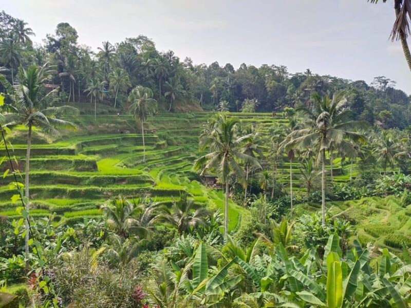 Ubud Culture and Heritage Tour - Itinerary Highlights