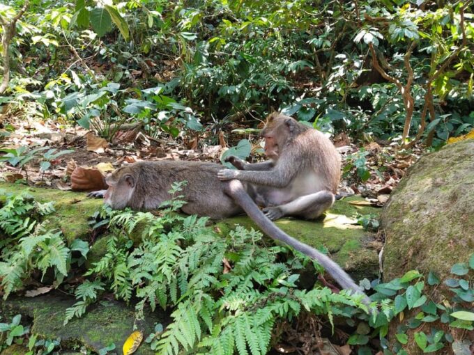 Ubud Culture and Heritage Tour - Booking Details