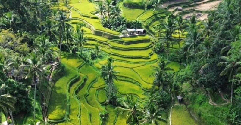 Ubud: Customised Private Full Day Tour With Personal Driver - Restrictions and Important Information