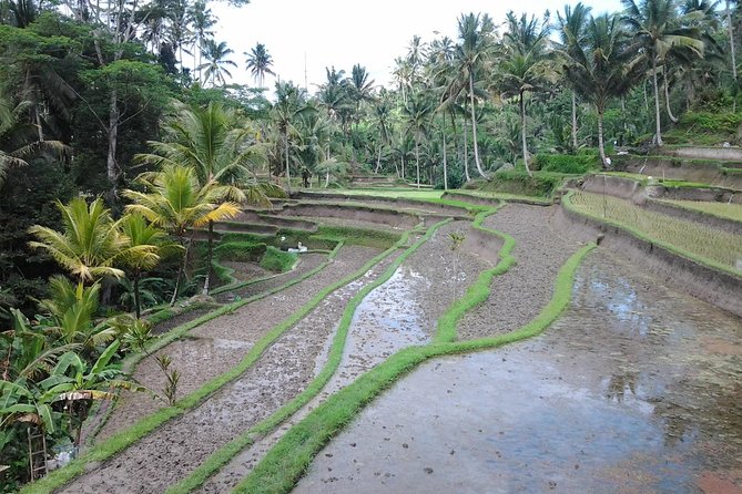 Ubud Customized Private Tour - Traveler Experiences
