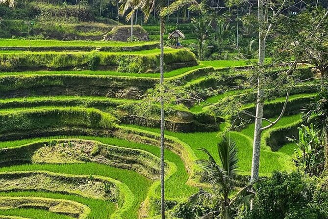 Ubud Day Tour : Waterfall, Temple and Local Night Market Tour - Inclusions