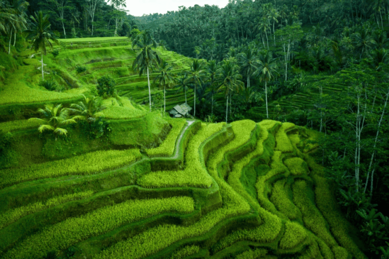 Ubud: Down to Ulu Petanu Ceking Tour - Key Points