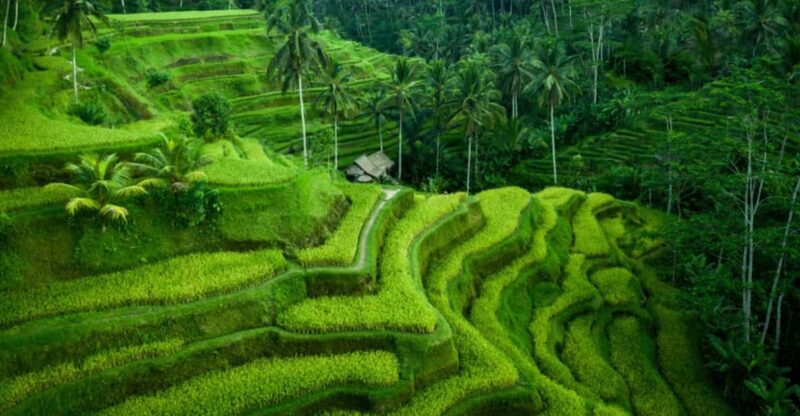 Ubud: Down to Ulu Petanu Ceking Tour - Experience Details