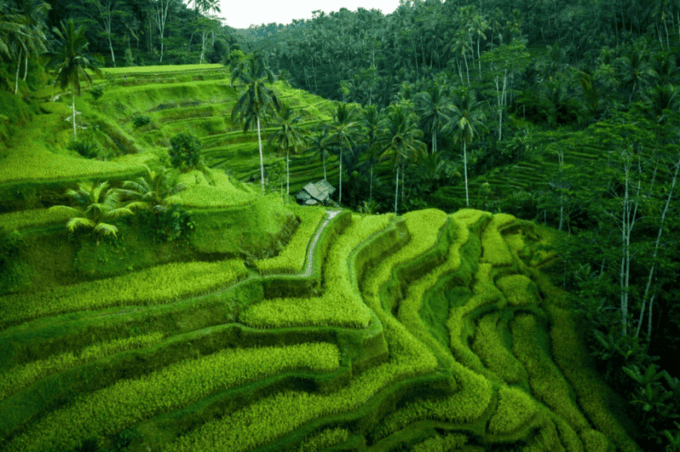 Ubud: Down to Ulu Petanu Ceking Tour - Frequently Asked Questions