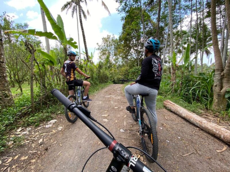 Ubud: Downhill Cycling With Volcano, Rice Terraces, and Meal - Lunch in Ubud