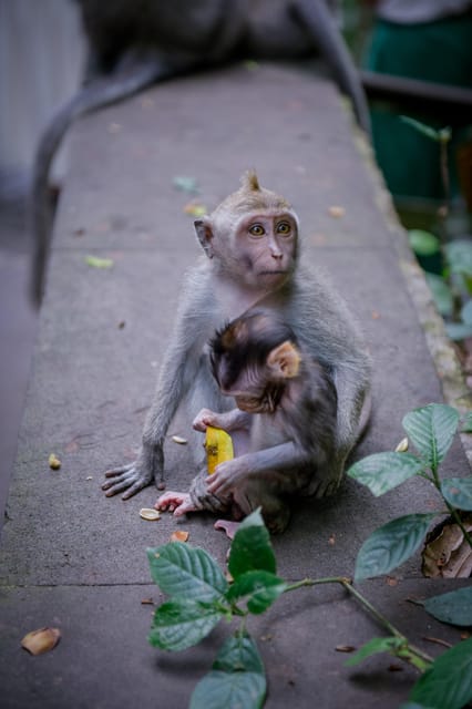 Ubud Fantastic Tour, Monkey Forest Waterfall Tirta Empul - Admiring Waterfall Splendor