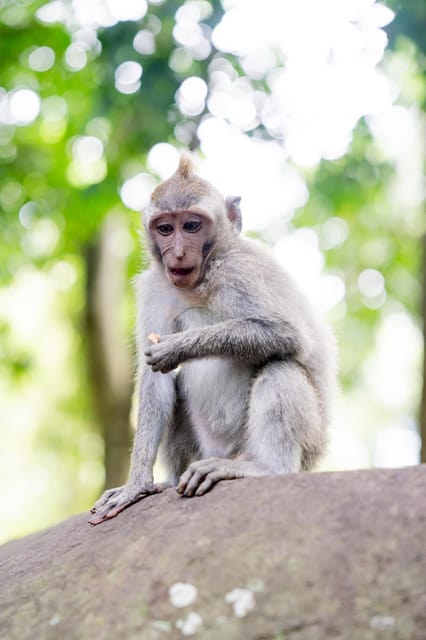 Ubud: Half-Day Semi Customized Private Tour - Language and Group Size
