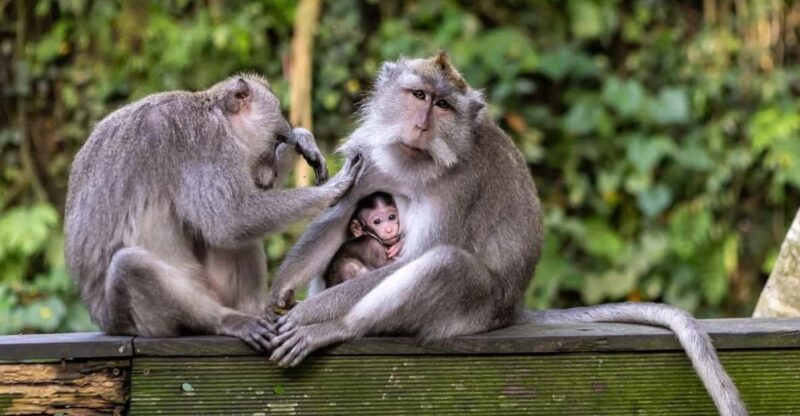 Ubud Half Day Tour - Key Points