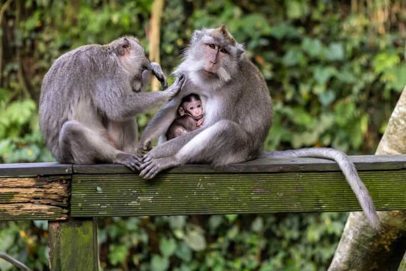 Ubud Half Day Tour - Tour Highlights