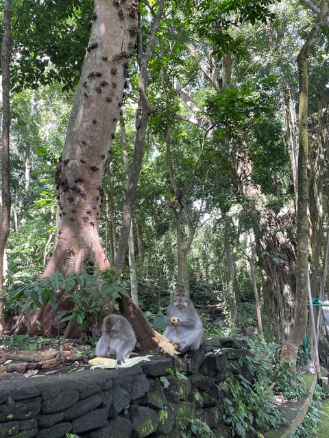 Ubud Half Day Tour - Important Information