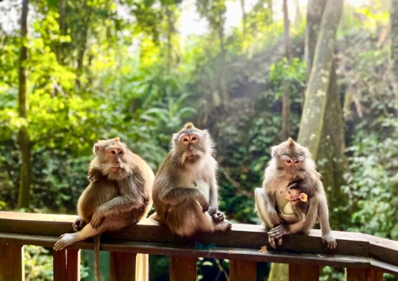 Ubud: Highlights & Cretya Jungle by Alas Arum Day-Tour - Key Points