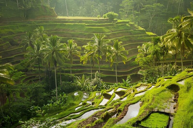 Ubud Highlights Private Day Tour All-Inclusive - Explore Ubuds Cultural Treasures