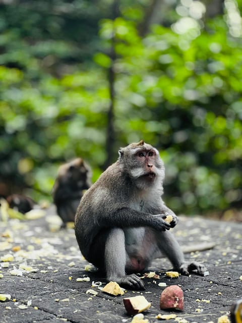 Ubud: Highlights Small Group Guided Tour - Experience and Activities