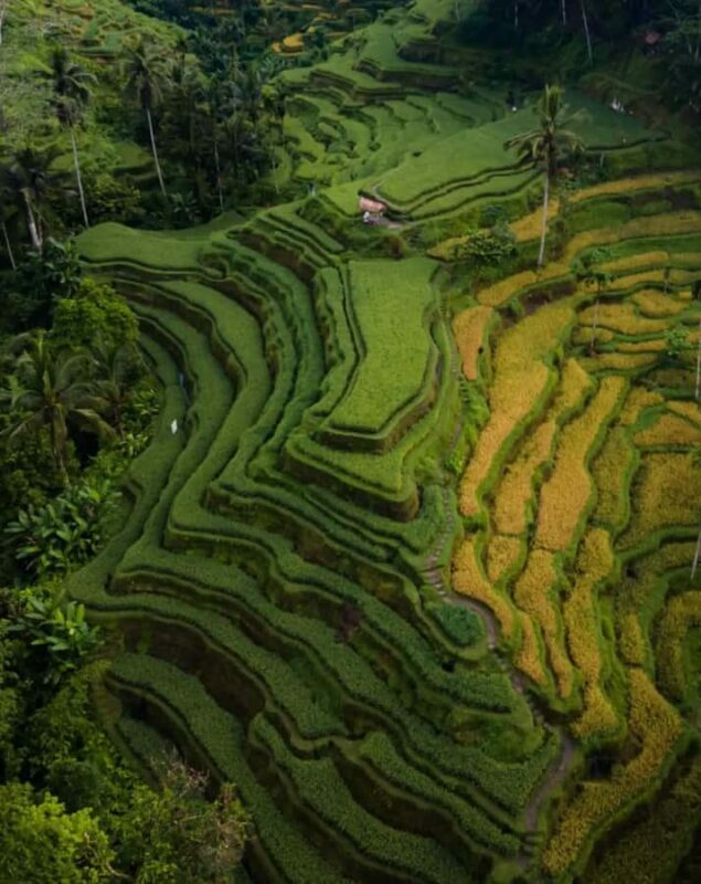 Ubud Highlights Tours Customized With Private Driver & Guide - Key Points