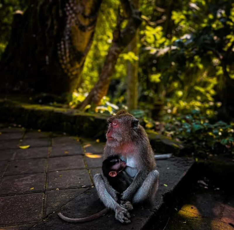 Ubud Highlights Tours Customized With Private Driver & Guide - Authentic Experiences and Practical Tips