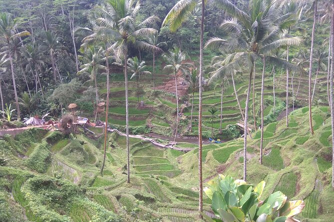 Ubud Higlight With Jungle Swing Tours - Meeting and Pickup