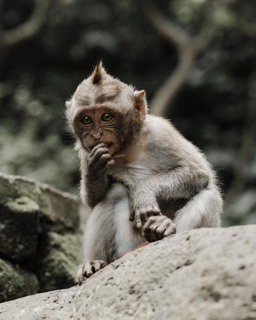 Ubud Higlights - Monkey Forest, Rice Terrace & Waterfall - Ubud Traditional Market