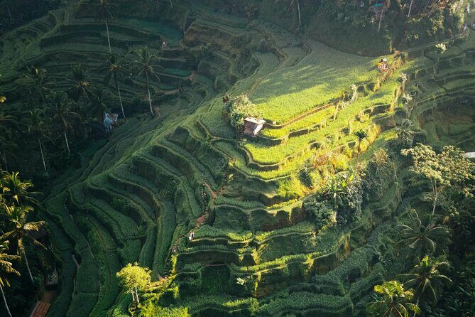 Ubud Iconic Full Day Tour Monkey Forest Rice Terraces Waterfalls - The Practical Side: Transportation, Timing, and Suitability