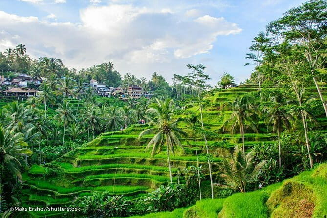 Ubud Jungle Cart Adventure + Volcano view Tour. - The Sum Up