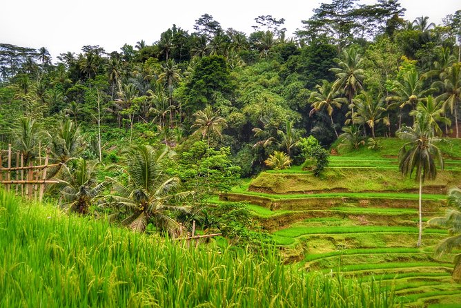 Ubud Kintamani Private Tour - Transportation and Pickup